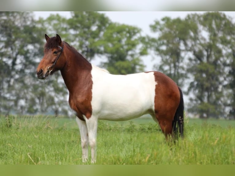 Islandais Jument 13 Ans 147 cm Tobiano-toutes couleurs in Grashoek