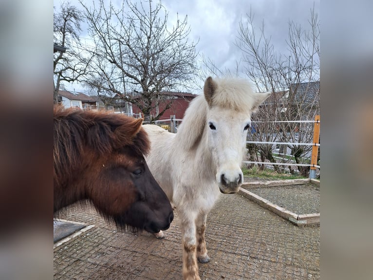 Islandais Jument 13 Ans Gris in Weilheim