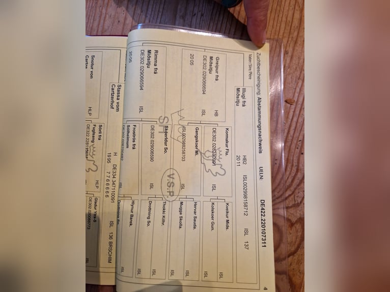 Islandais Jument 14 Ans 135 cm Noir in S&#xFC;derl&#xFC;gum