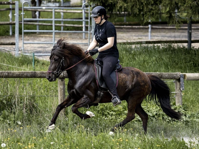 Islandais Jument 14 Ans 136 cm Noir in Steinau