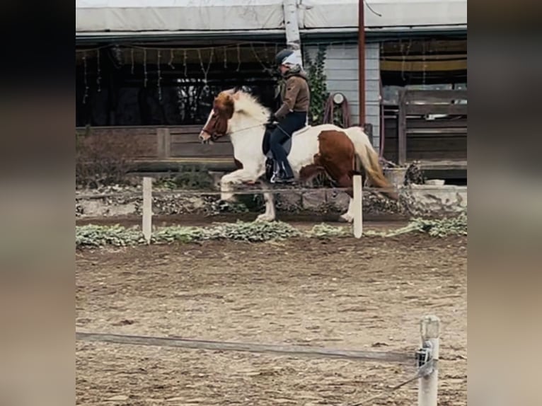 Islandais Jument 14 Ans 136 cm Pinto in Breitscheid