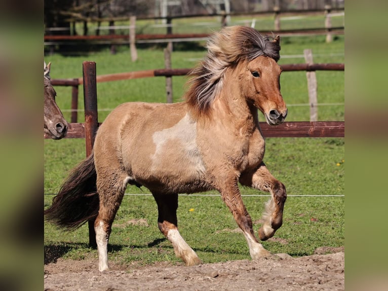 Islandais Jument 14 Ans 136 cm Pinto in Südlohn