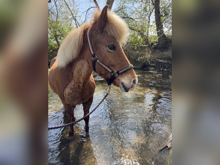 Islandais Jument 14 Ans 137 cm Alezan in Ober-M&#xF6;rlen