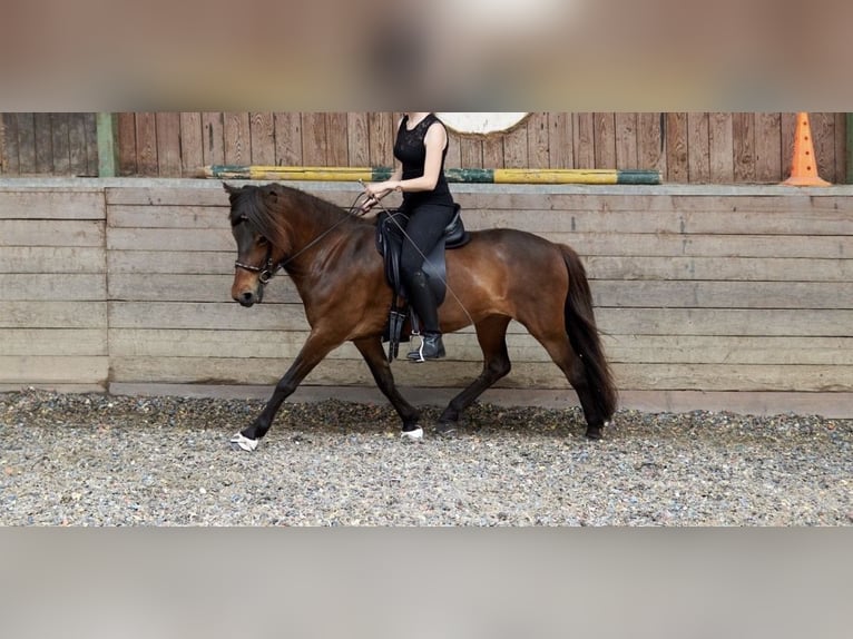 Islandais Jument 14 Ans 137 cm Bai in Aidlingen