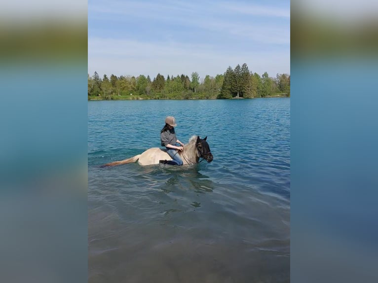 Islandais Jument 14 Ans 138 cm Isabelle in Ahrenshoop