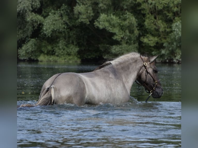 Islandais Jument 14 Ans 138 cm Isabelle in Ahrenshoop