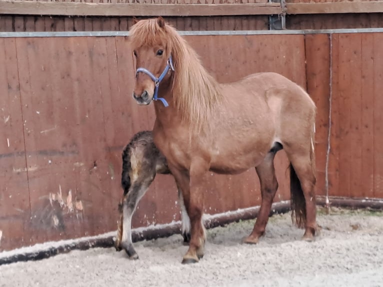 Islandais Jument 14 Ans 140 cm Alezan in Lindlar