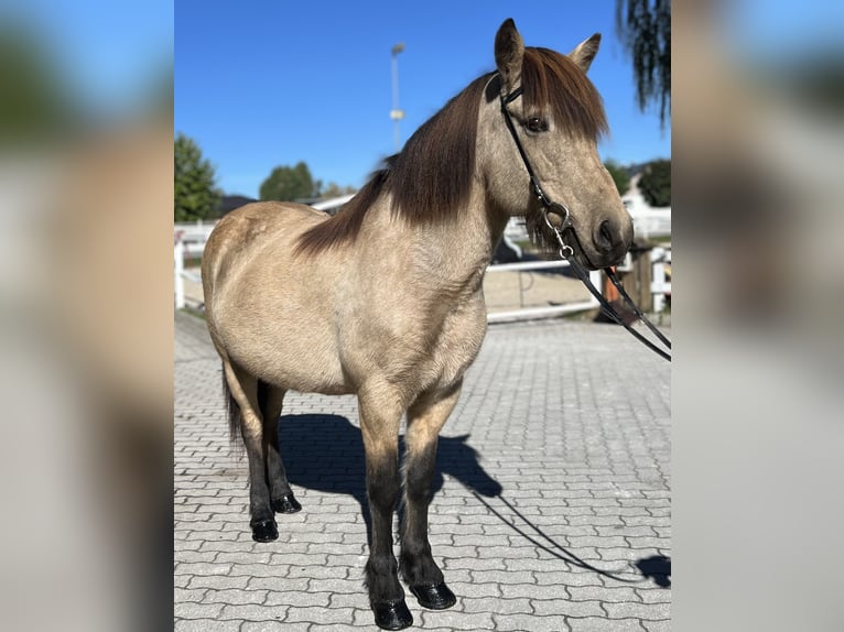 Islandais Jument 14 Ans 142 cm Buckskin in Lochen am See