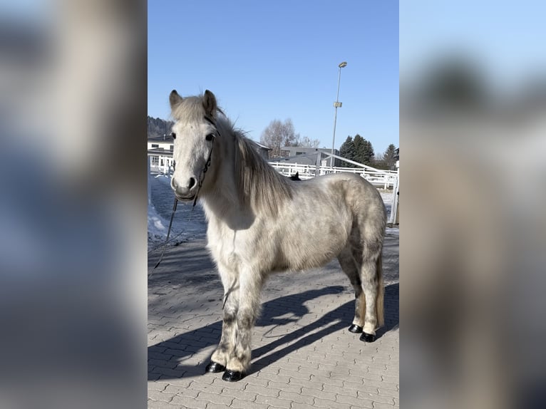 Islandais Jument 14 Ans 143 cm Gris in Lochen am See