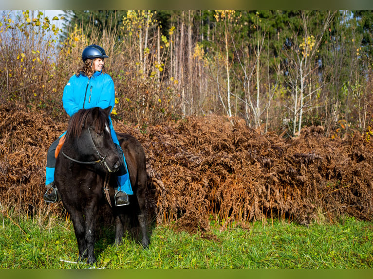 Islandais Jument 14 Ans 143 cm Noir in St.Jakob Im Rosental