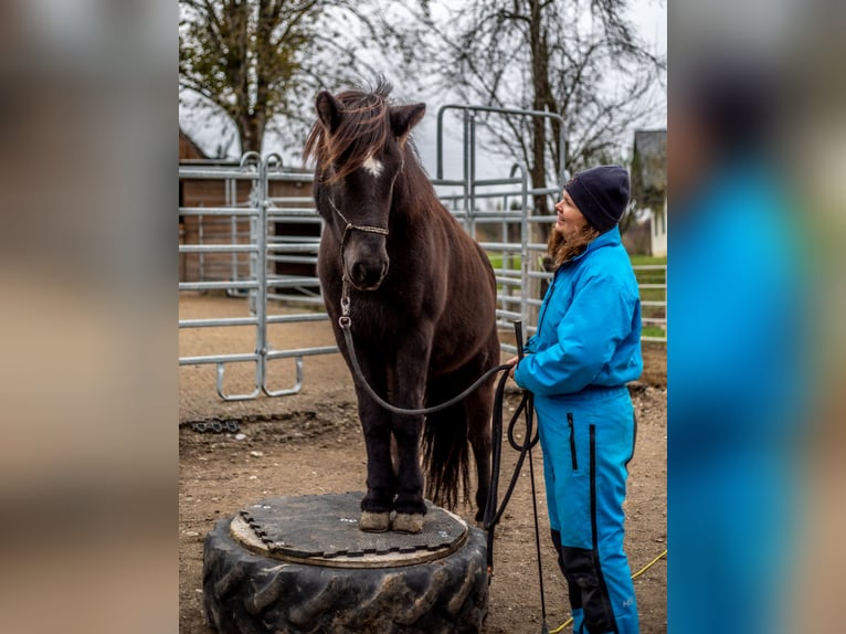 Islandais Jument 14 Ans 143 cm Noir in St.Jakob Im Rosental