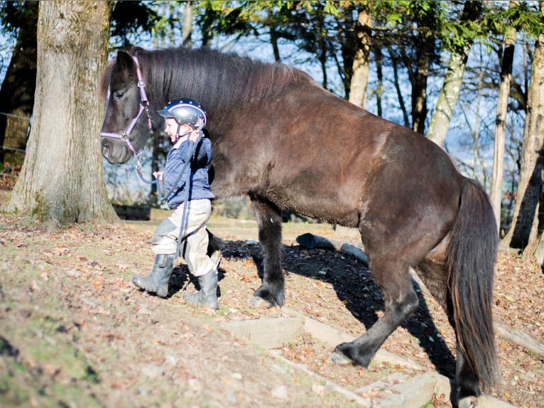 Islandais Jument 14 Ans 143 cm Noir in St.Jakob Im Rosental