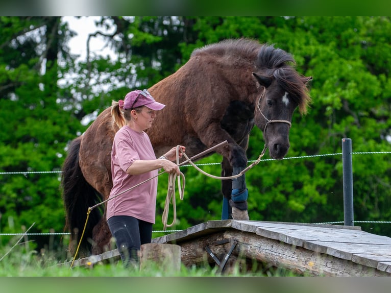 Islandais Jument 14 Ans 143 cm Noir in St.Jakob Im Rosental