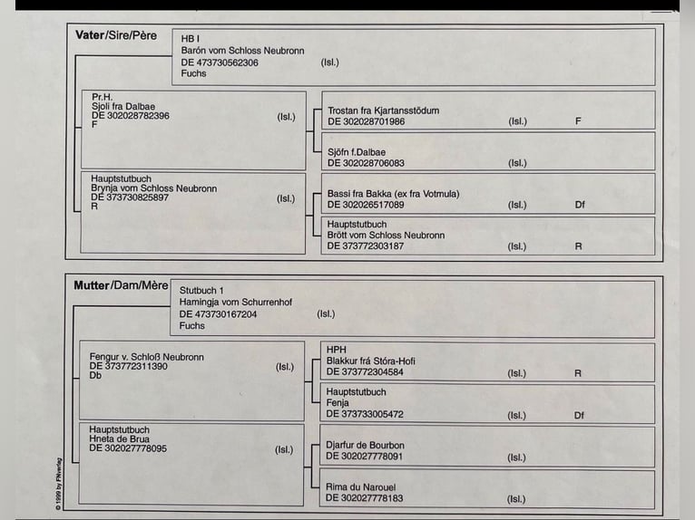 Islandais Jument 14 Ans 145 cm Alezan in N&#xF6;rdlingenN&#xF6;rdlingen