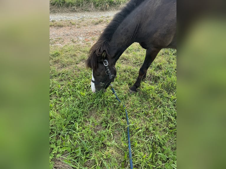 Islandais Jument 14 Ans Bai clair in Wurmsham