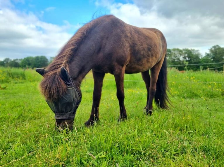 Islandais Jument 14 Ans in Arcen