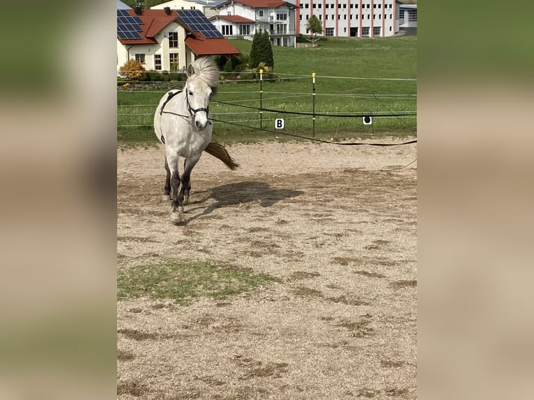 Islandais Jument 14 Ans Gris (bai-dun) in Wiesenfelden