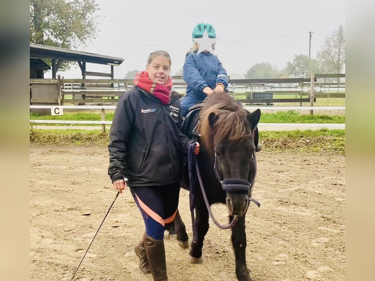 Islandais Jument 15 Ans 133 cm Bai brun in Stuhr