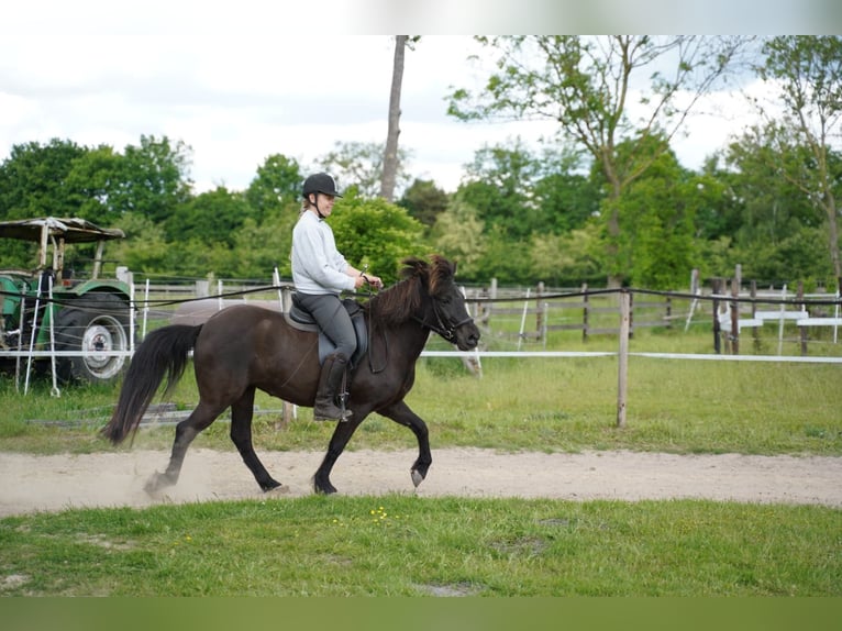 Islandais Jument 15 Ans 133 cm Bai brun in Stuhr