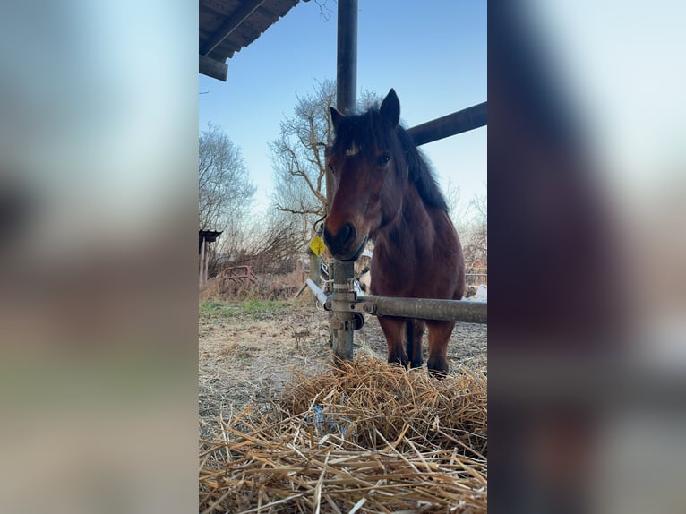 Islandais Croisé Jument 15 Ans 133 cm Bai in Kehl