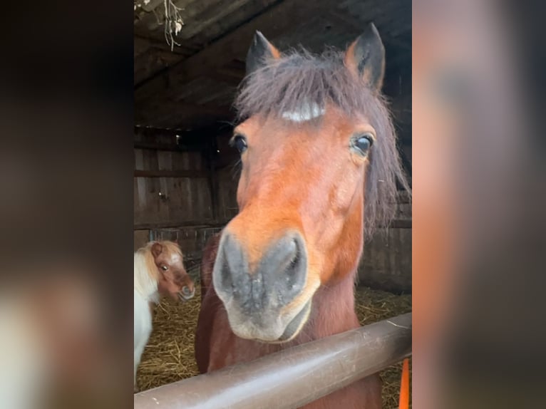 Islandais Croisé Jument 15 Ans 133 cm Bai in Kehl