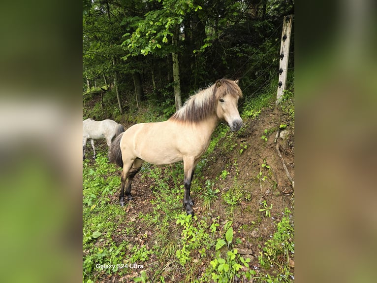 Islandais Jument 15 Ans 135 cm Isabelle in Moosch
