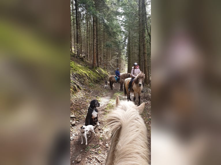 Islandais Jument 15 Ans 135 cm Isabelle in Moosch