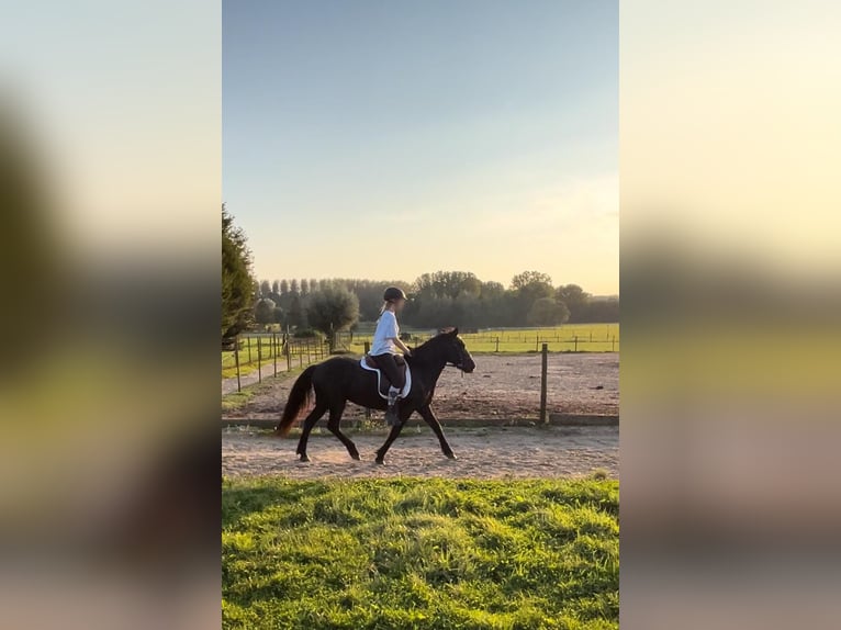 Islandais Jument 15 Ans 135 cm Noir in Hoeleden