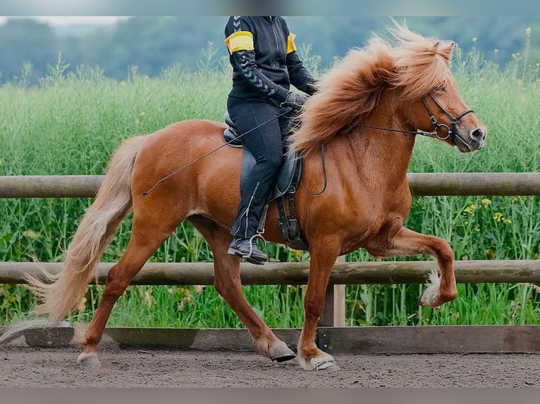 Islandais Jument 15 Ans 137 cm Alezan in Borgholzhausen