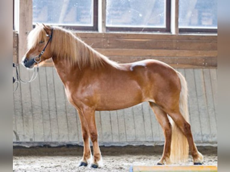 Islandais Jument 15 Ans 137 cm Alezan in Borgholzhausen