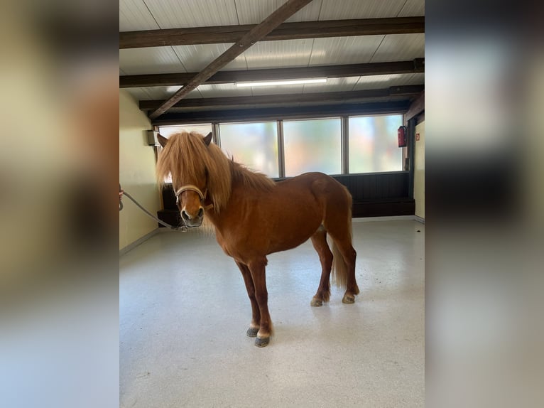 Islandais Jument 15 Ans 137 cm Alezan in Borgholzhausen