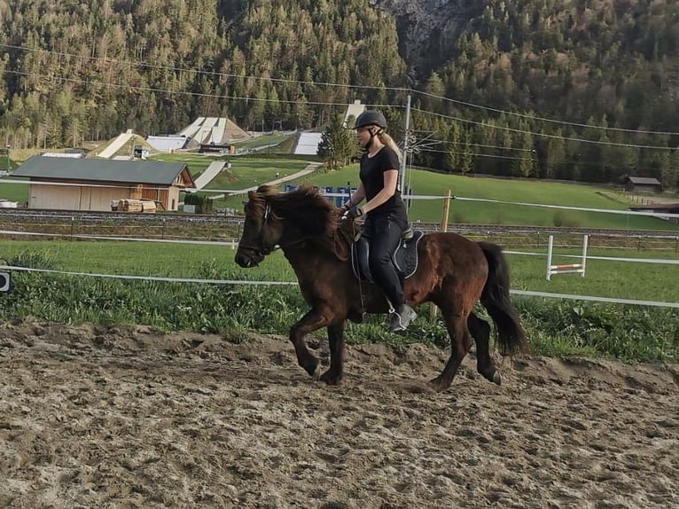 Islandais Jument 15 Ans 138 cm Noir in Scharnitz
