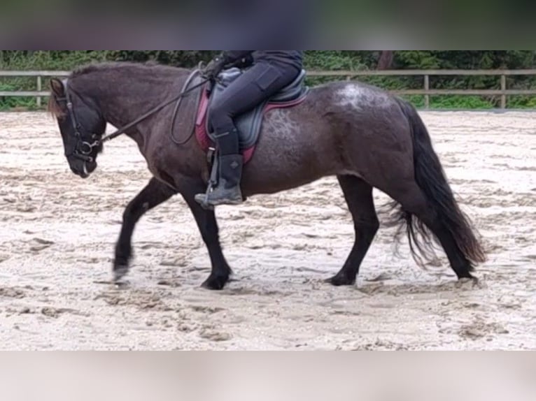 Islandais Jument 15 Ans 140 cm Rouan Bleu in Leuvenheim