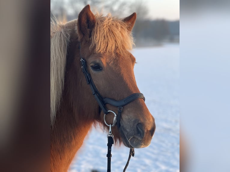 Islandais Jument 15 Ans 142 cm Alezan in Buch am Buchrain