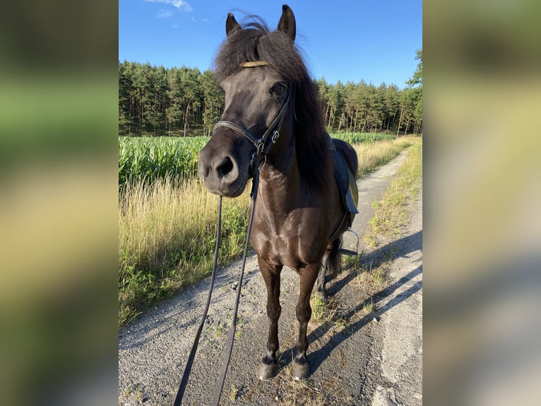 Islandais Jument 15 Ans 142 cm Noir in Neu Darchau