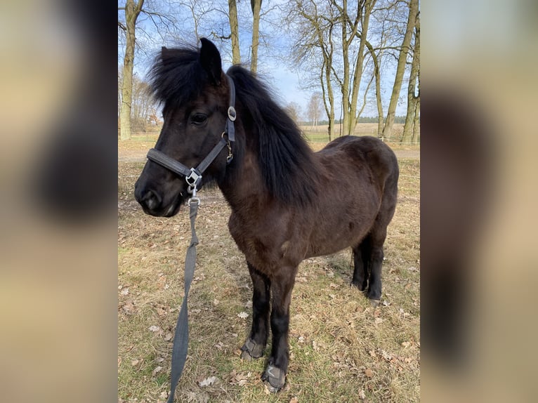 Islandais Jument 15 Ans 142 cm Noir in Neu Darchau