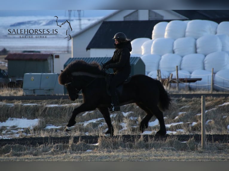 Islandais Jument 15 Ans 142 cm Noir in Linkenbach