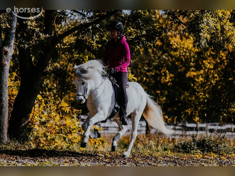 Islandais Jument 15 Ans 143 cm Gris in Taufkirchen/Trattnach