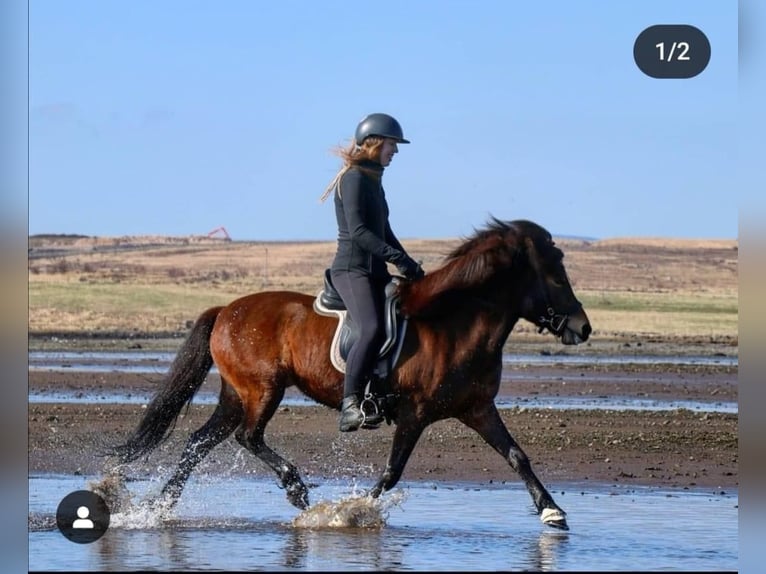 Islandais Jument 15 Ans Bai cerise in Reykjavik