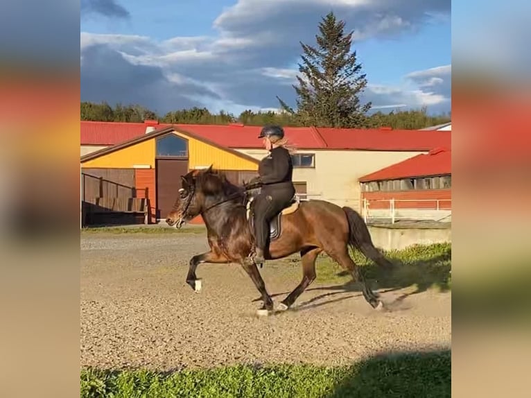 Islandais Jument 15 Ans Bai cerise in Reykjavik