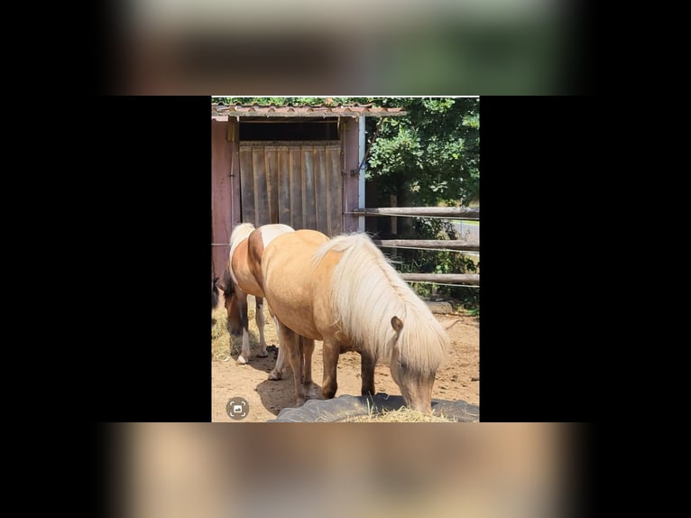 Islandais Jument 16 Ans 134 cm Bai brun foncé in Hümmel