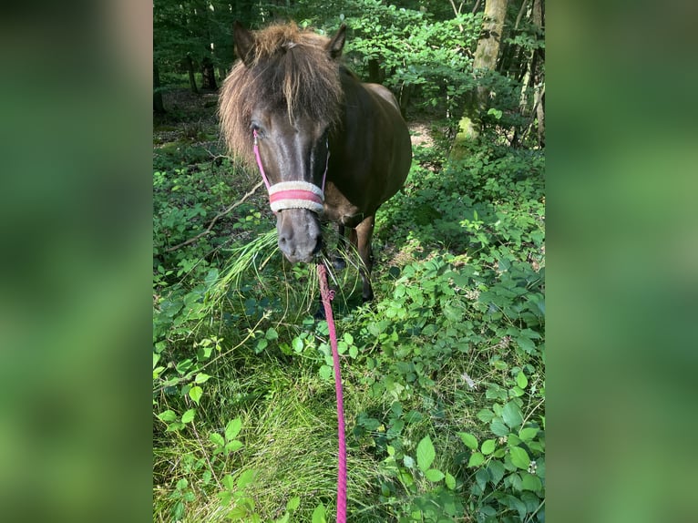 Islandais Jument 16 Ans 134 cm Noir in Dietzenbach