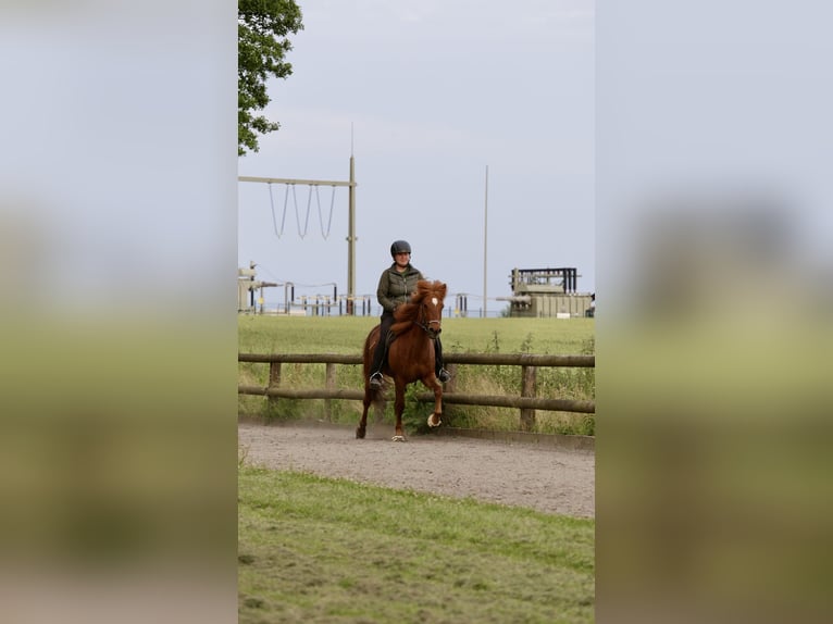 Islandais Jument 16 Ans 138 cm Alezan in Bissendorf