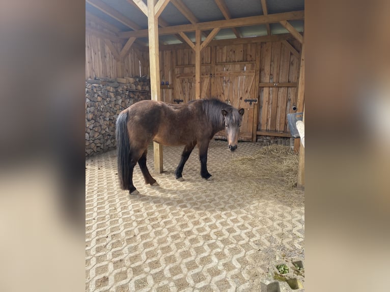 Islandais Jument 16 Ans 138 cm Bai brun foncé in Eisenberg