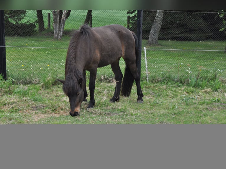 Islandais Jument 16 Ans 138 cm Bai brun foncé in Eisenberg