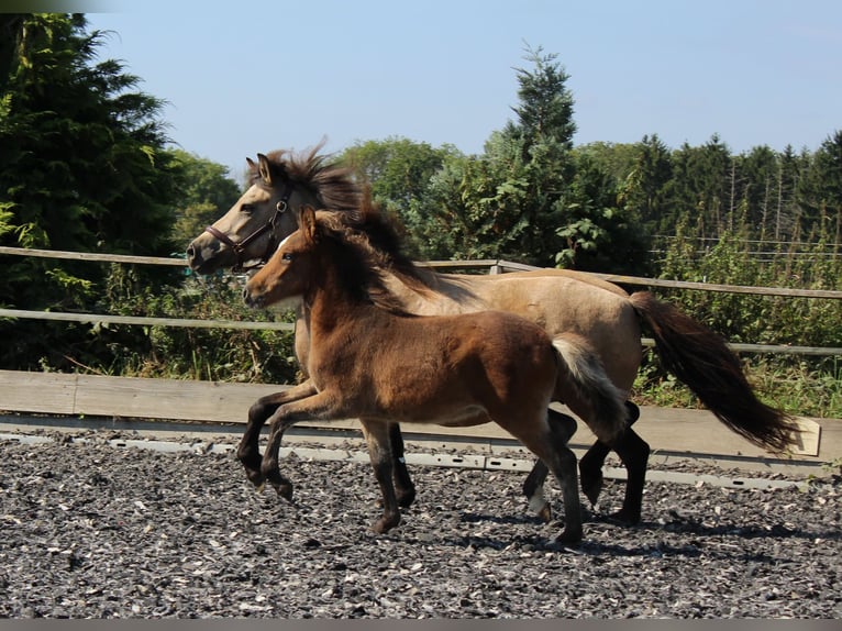 Islandais Jument 16 Ans 138 cm Buckskin in Aichtal