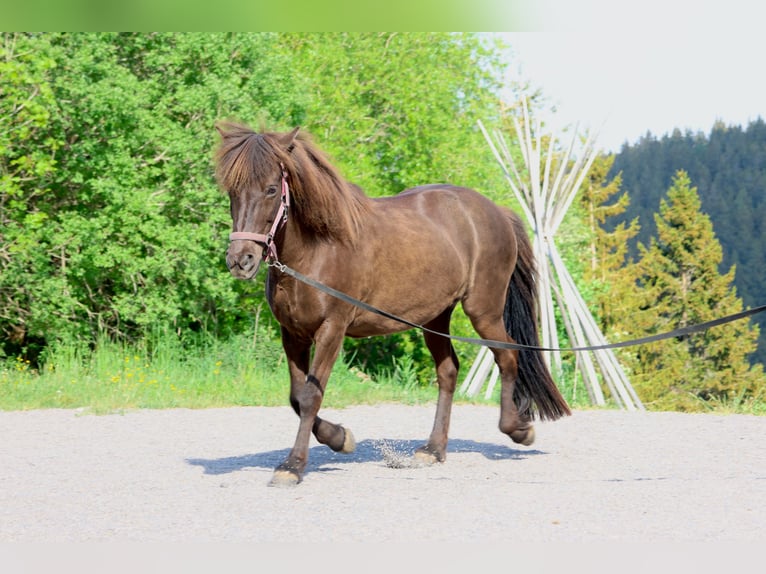 Islandais Jument 16 Ans 138 cm Noir in Breitnau