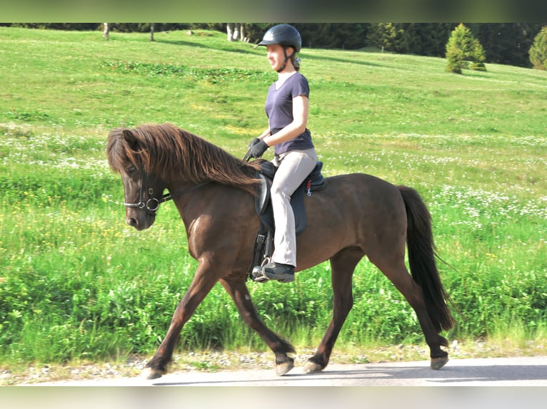 Islandais Jument 16 Ans 138 cm Noir in Breitnau