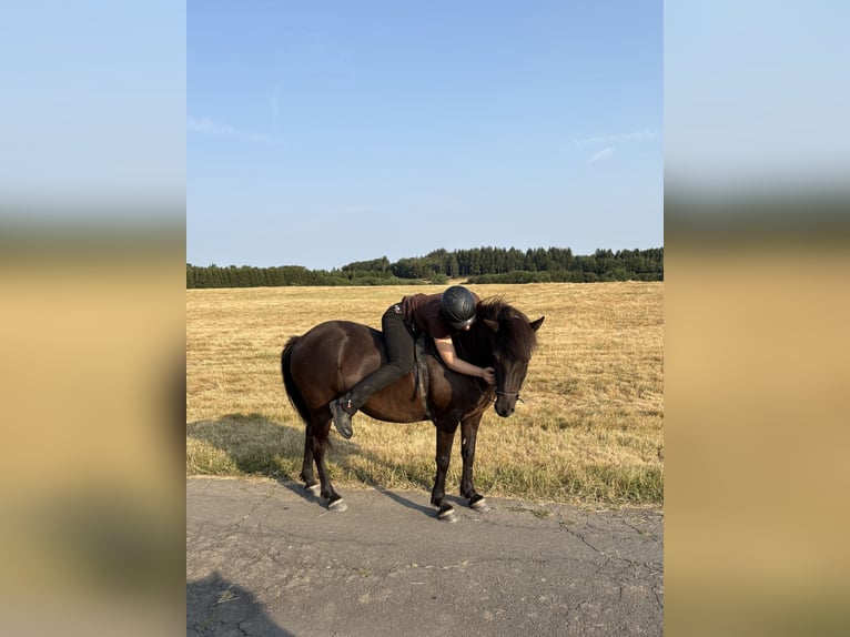 Islandais Jument 16 Ans 140 cm Noir in Üxheim