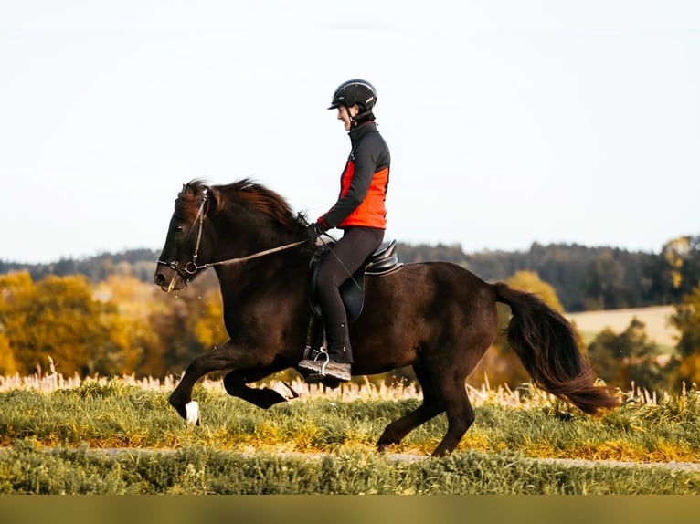 Islandais Jument 16 Ans 142 cm Noir in Taufkirchen an der Trattnach